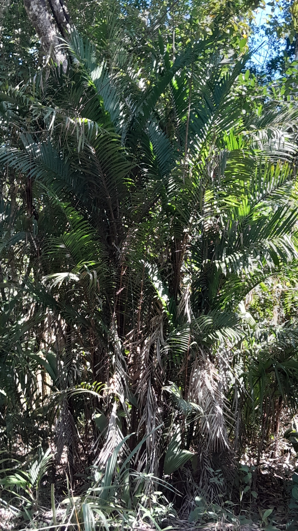Imagem de Pupunha-brava