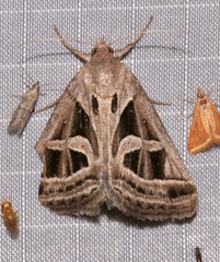 Callistege intercalaris