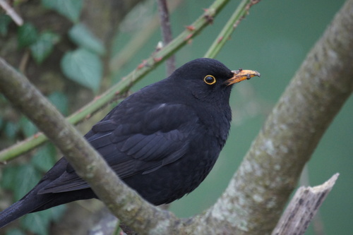 Mirlo común (Turdus merula)