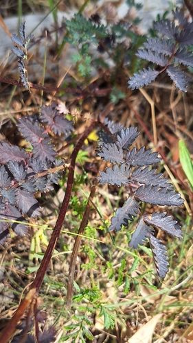 Image of Acaena echinata by no rights reserved