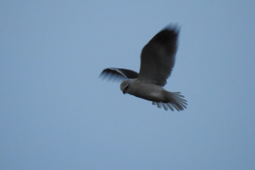 Elanio común (Elanus caeruleus)