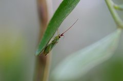 Austromiris viridissimus