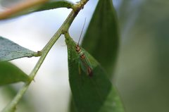 Austromiris viridissimus