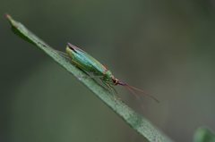 Austromiris viridissimus