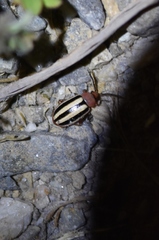 Disonycha leptolineata