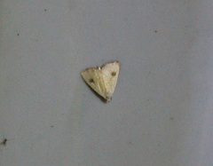 Rivula sericealis