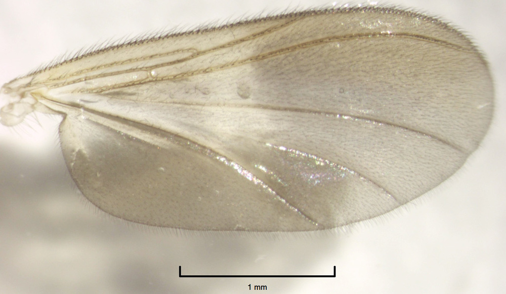 Neotrizygia