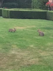 Sylvilagus floridanus