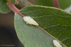 Graphocephala atropunctata