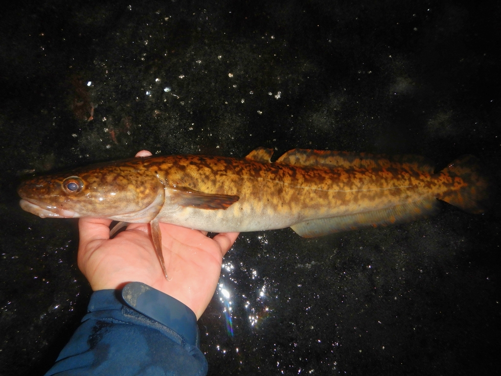 Burbot (Lota lota) — Lotidae