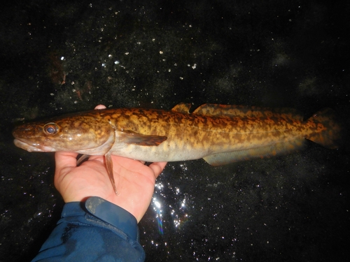 Burbot (Lota lota) — Lotidae