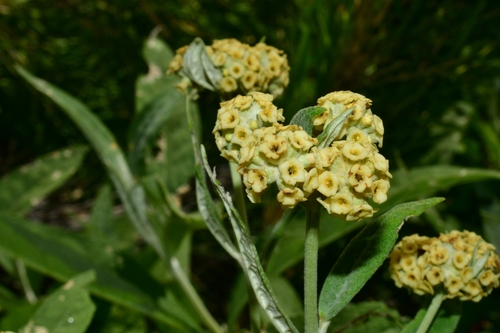 Buddleja