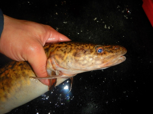 Burbot