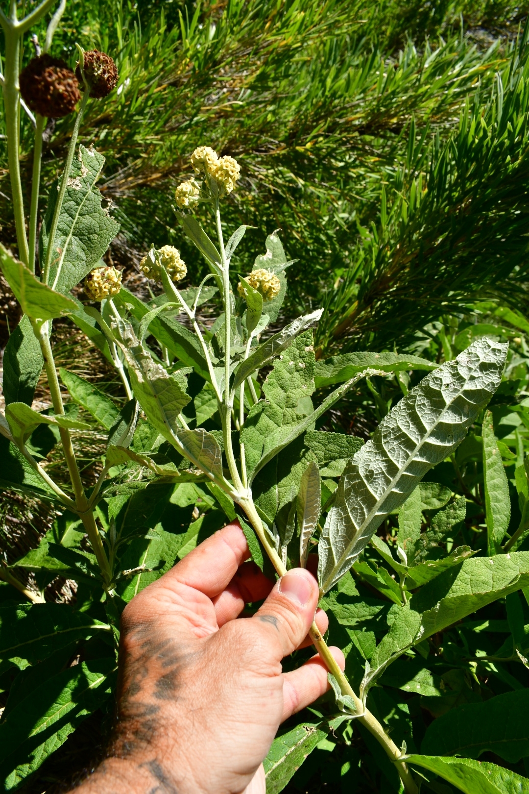 Imagem de Buddleja