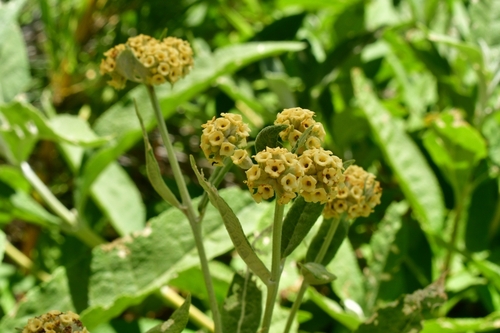 Foto de Buddleja
