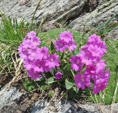 Primula pedemontana