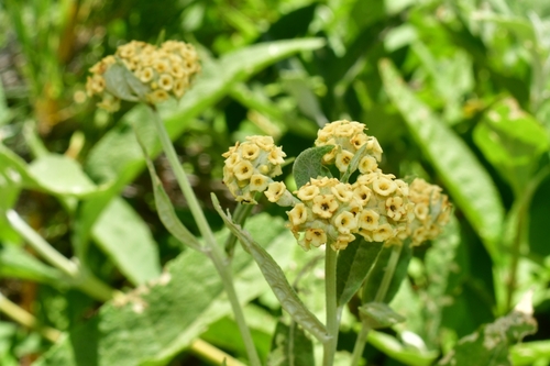 Foto de Buddleja