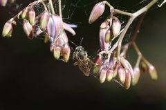 Lasioglossum calophyllae