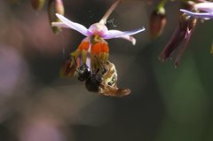 Lasioglossum calophyllae