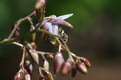 Lasioglossum calophyllae