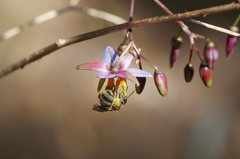Lasioglossum calophyllae