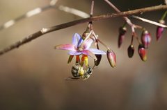 Lasioglossum calophyllae