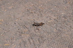 Cratypedes neglectus