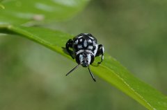 Thyreus caeruleopunctatus