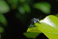 Thyreus caeruleopunctatus