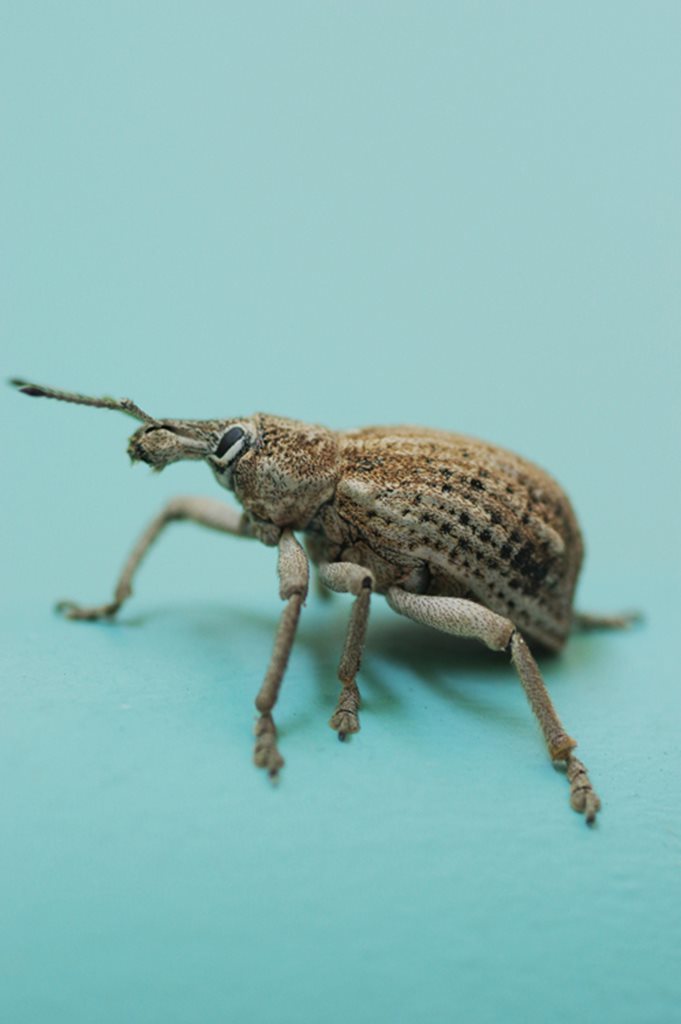 Leptopius quadridens