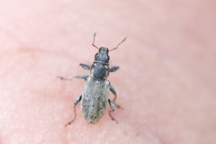 Sitona cylindricollis