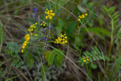 Bupleurum bicaule
