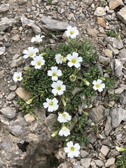 Cerastium uniflorum