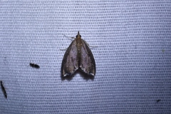 Perispasta caeculalis