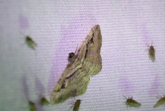 Costaconvexa