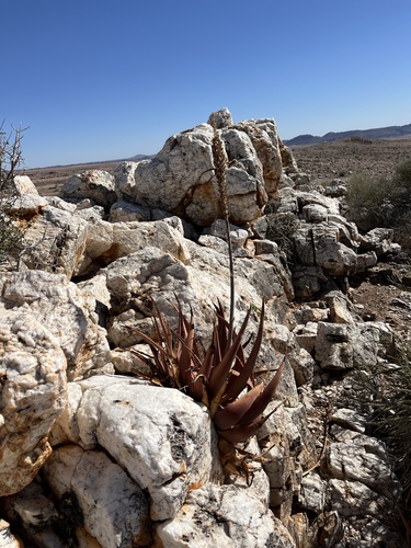 Aloe gariepensis, photograph 6
