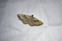 Costaconvexa