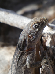 Oplurus cyclurus