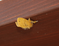 Arna pseudoconspersa