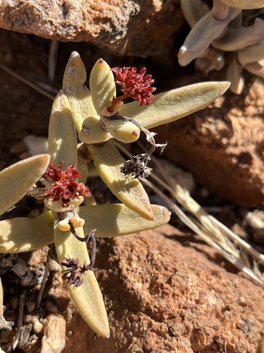 Crassula garibina