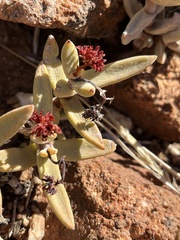 Crassula garibina