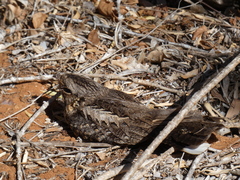 Caprimulgus madagascariensis