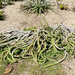 Euphorbia caput-medusae - Photo (c) James Gaither, algunos derechos reservados (CC BY-NC-ND)
