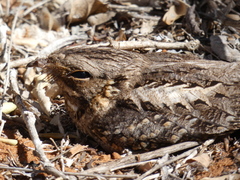 Caprimulgus madagascariensis