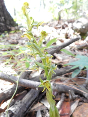 Platanthera brevifolia