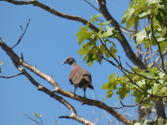 Nesoenas picturatus