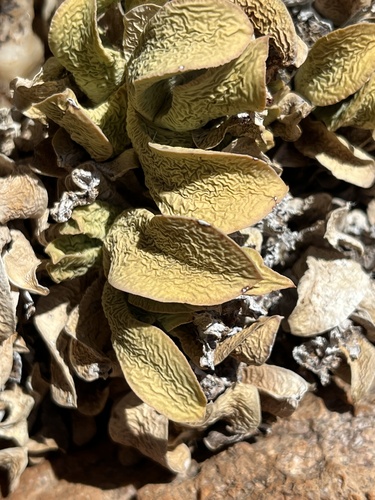 Adromischus diabolicus