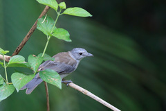 Colluricincla harmonica harmonica