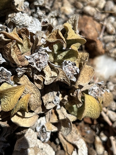 Adromischus diabolicus 2