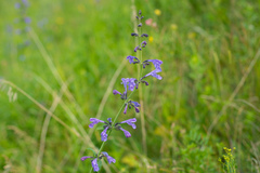 Nepeta sibirica